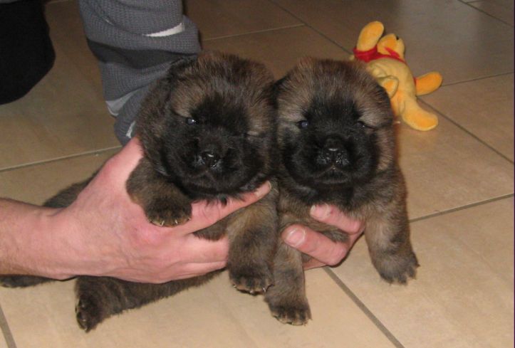 3 week old