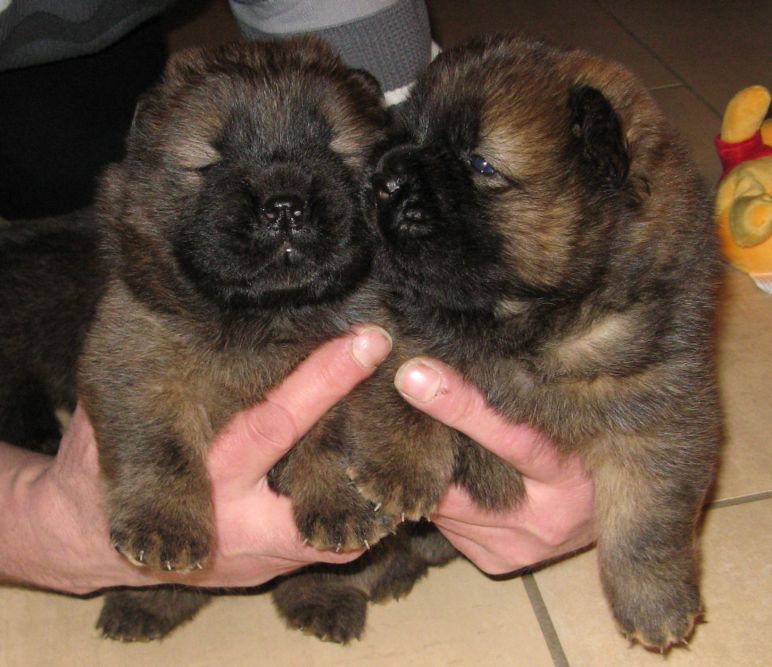 3 week old