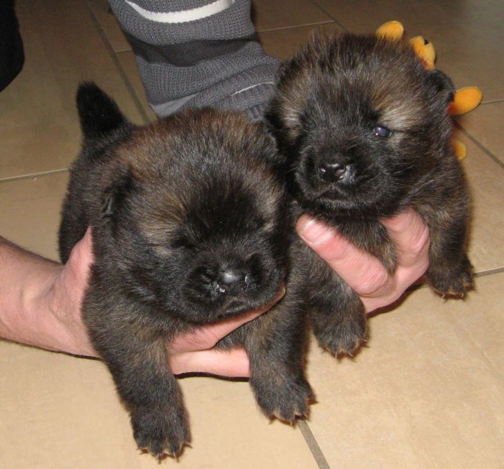 3 week old