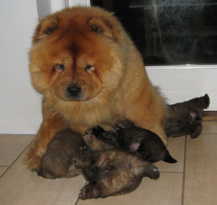 Stagebos Touch Of Class and her 3 week old puppies