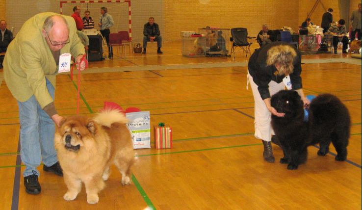 Championclass males 1. CH Nin-TSun Othmar 2. CH Pei Fang Midnight Masserati Man 