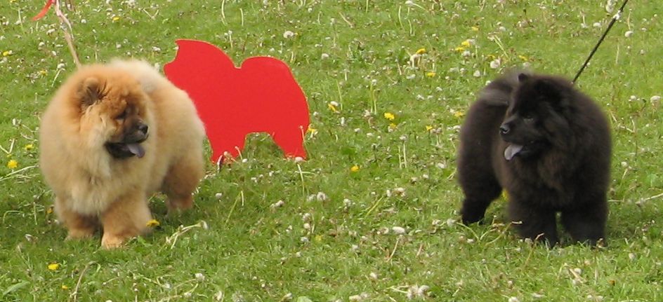 Best baby-Caribean Pirate Lietuvos Liutas-Best baby-female Fuzzy Bears Happy Hope