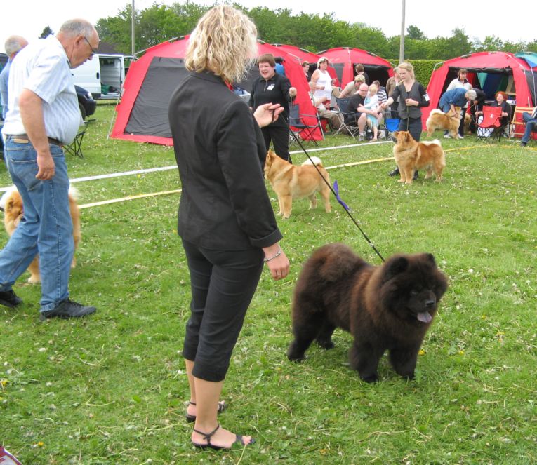 Champion class males