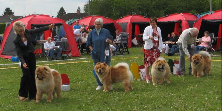 Junior-males 1.Sakumas Sweetest Catch 2.Piuk Chow Pleasing Winther Wonder 3. Bidachows Kind Kind Kappa 4. Sakumas Sweetest Score
