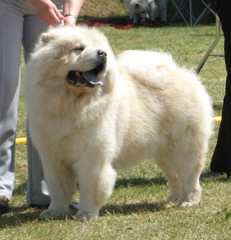 Open male 2. Rossy Cream Columbo