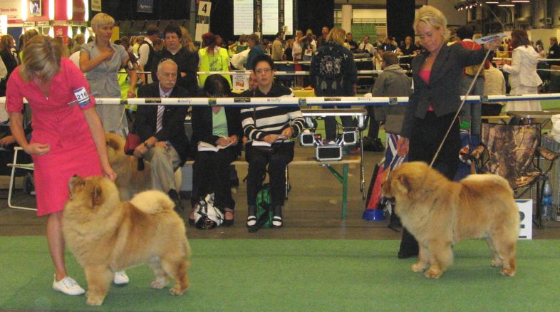 Junior male 1.Orinells Ego Trip 2.Sakumas Sweetest Catch