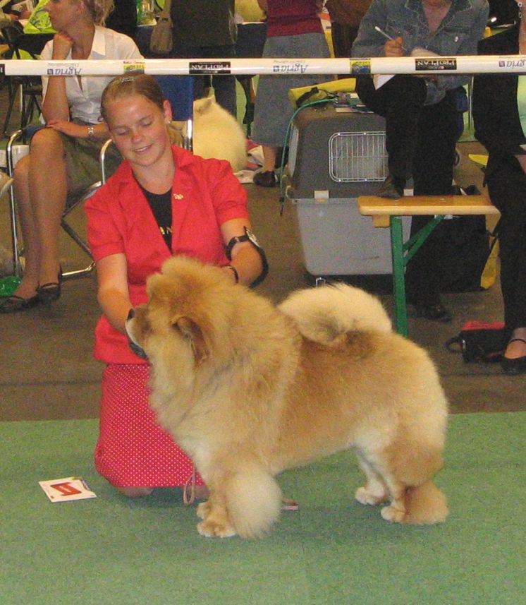 Open male 1. CH Zorro Lietuvos Liutas