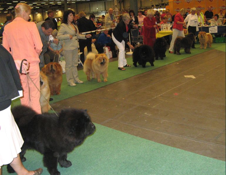 Some of the males in Champion class