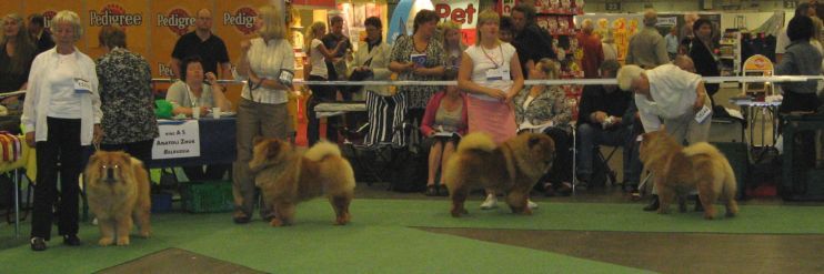 Some of the males in champion class