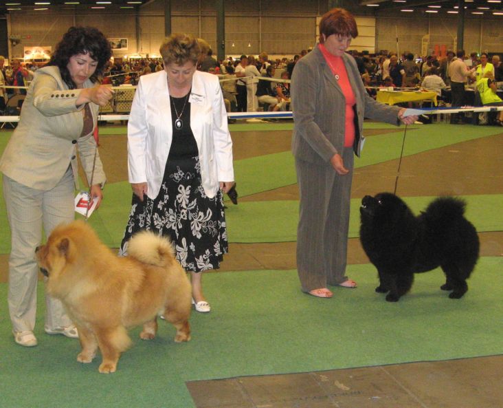 Open class females 1. Dalia De Los Perros De Bigo 2. Sweet Black Blossom Lietuvos Liutas 