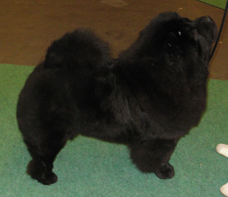 Champion class females 1. CH Bagira S Zolotogo