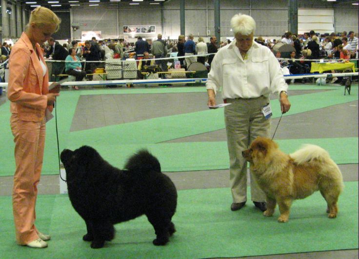 Champion class females 1. CH Bagira S Zolotogo 2. CH Busk-Huss Donna Fanny