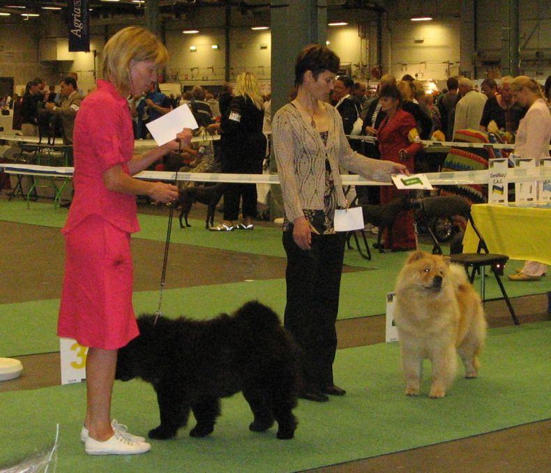 Champion class females 3. CH Orinells Cute Carmen 4. CH Tatam Ilan Annastiina