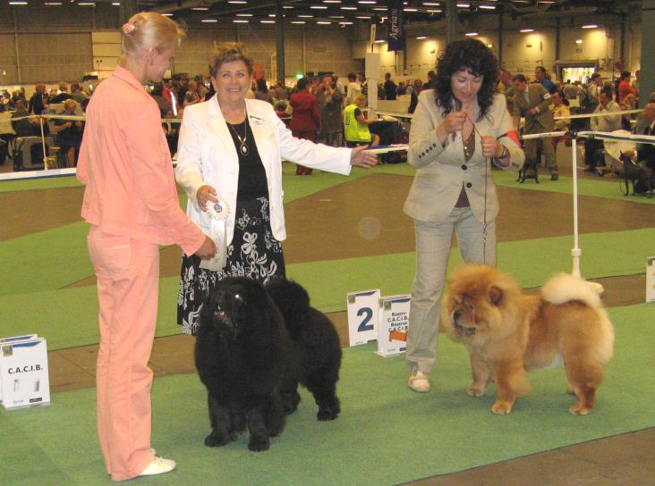 Cacib females CH Bagira S Zolotogo Res.Cacib Dalia De Los Perros De Bigo