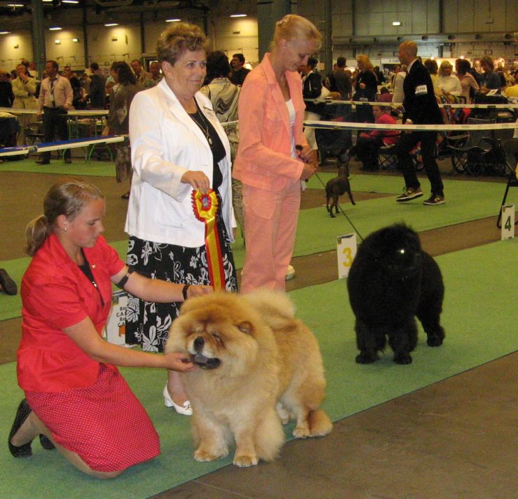 WW08-BOB-CC-CACIB CH Zorro Lietuvos Liutas+WW08-BOS-CACIB CH Bagira S  Zolotogo