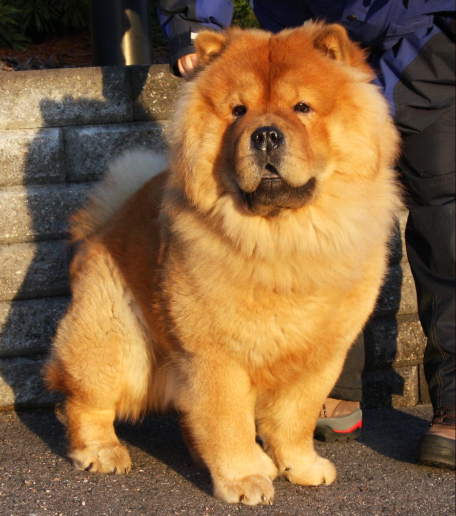 Stagebos Wild Thing (1 year-Nalle)-lives in Finland