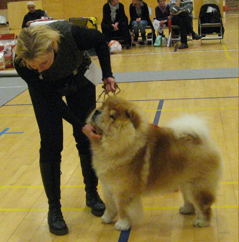 Champ.males 1. CH Lord Lionheart Vom Mhlenberg