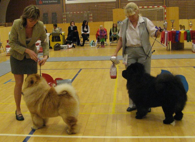 Junior male 1. JWW08 NORJV08 NORV08 Orinells Ego Trip+ 2. Bakkebos Never Accept Second Best