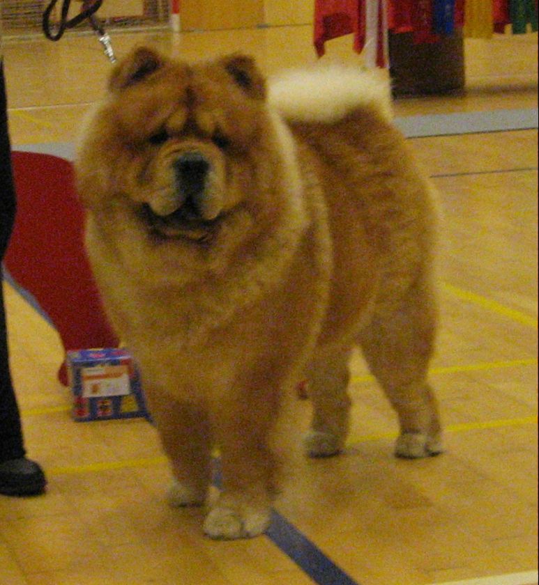 Intermediate male 1. Piuk Chow Pleasing Winter Wonder