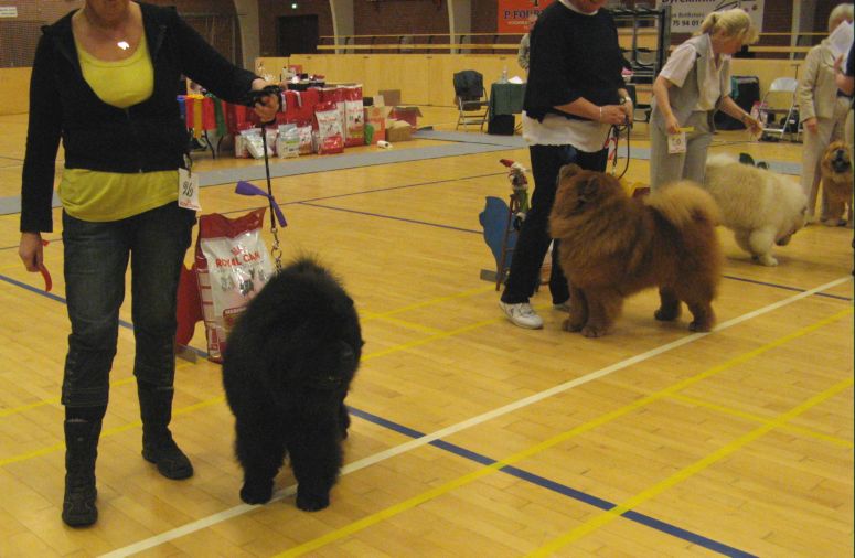 Open male 1. Ba-Tongs Moo-Yang Hei Li+2. Litchi Chow Fengshui