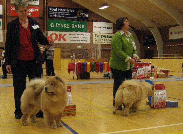 Intermediate females 1. Nellwoods Yu Lin+ 2. Dian Shan Ke Xin