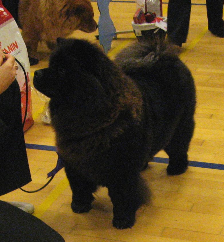 Open females 1. Piuk Chow Missies Victoria Princess