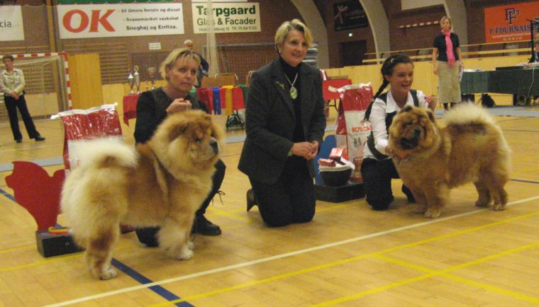 BOB CH Lord Lionheart Vom Mhlenberg+BOS NORJV08 Chan-Los A Kind Of Magic