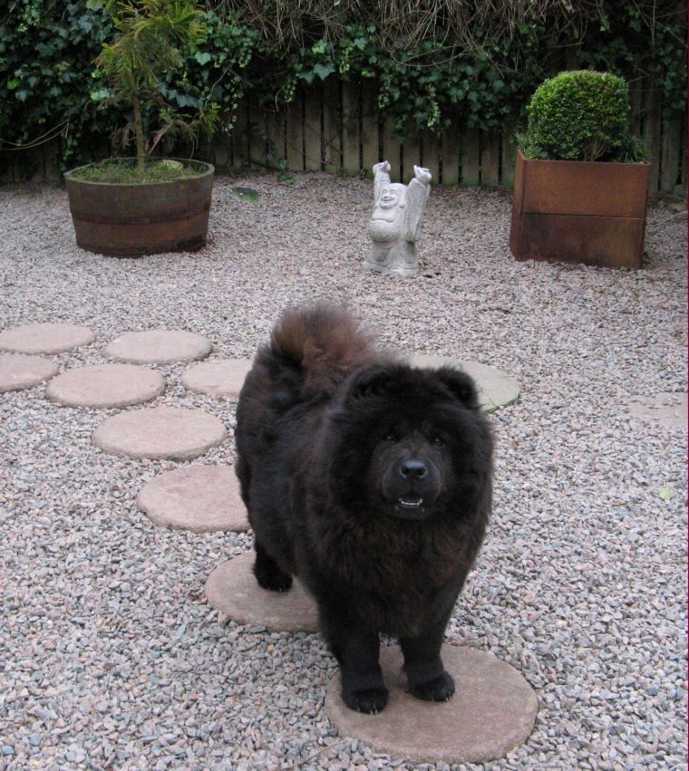 Stagebo´s Strawberry Fields Forever (Sulo)-female born 2005