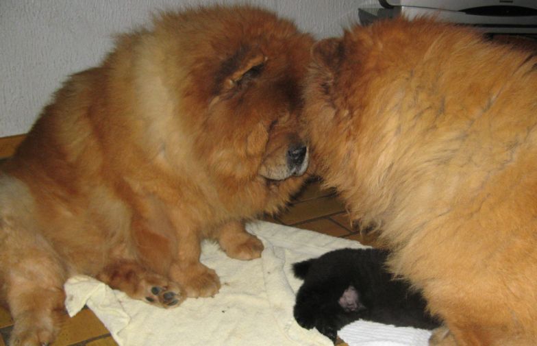 GG-mother and G-mother taking care of the puppies