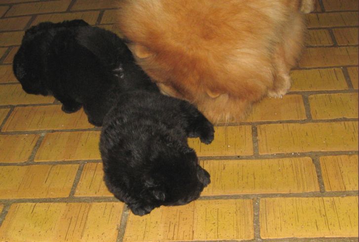 Martha and some of her GG-children