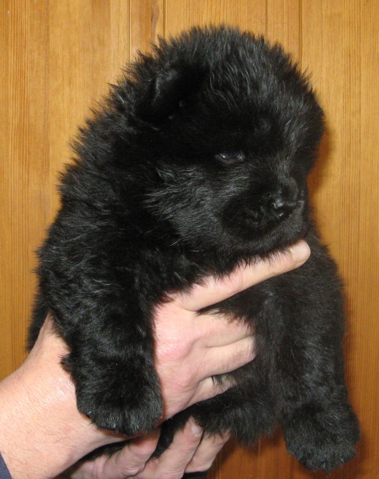 Black male (no mark)