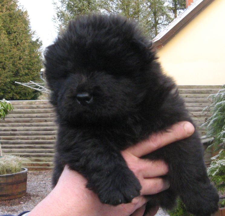 Black male (no mark)