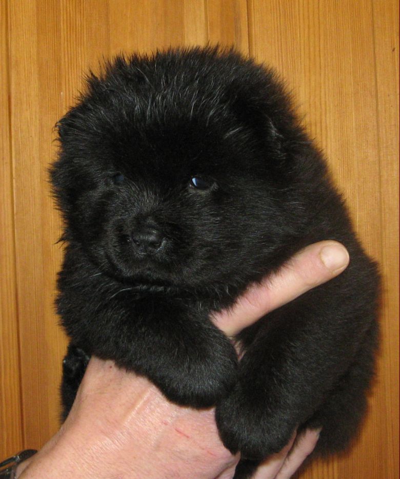 Black female 
