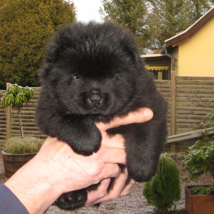 Black female