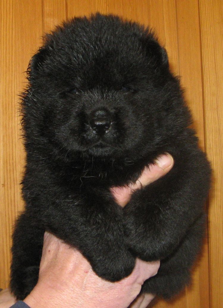 Black male (white mark)