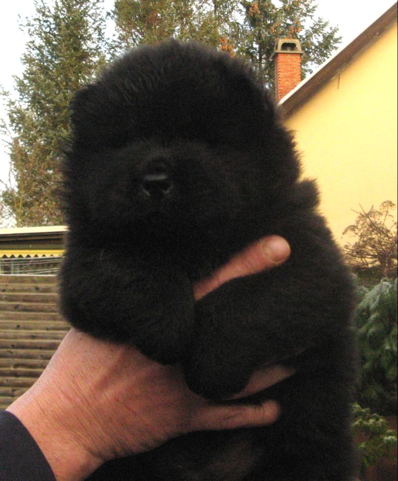Black male (white mark)