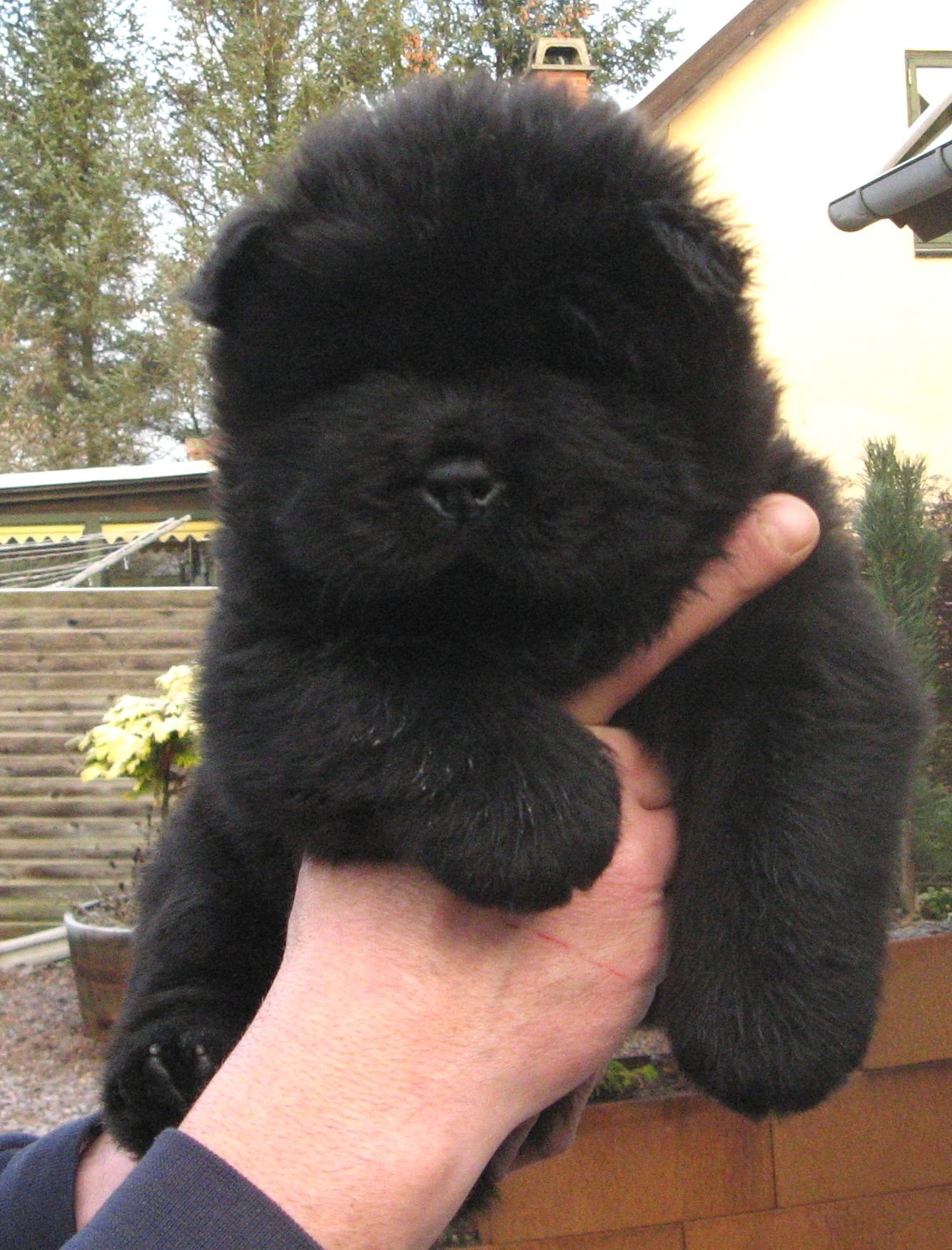 Black male (golden mark)