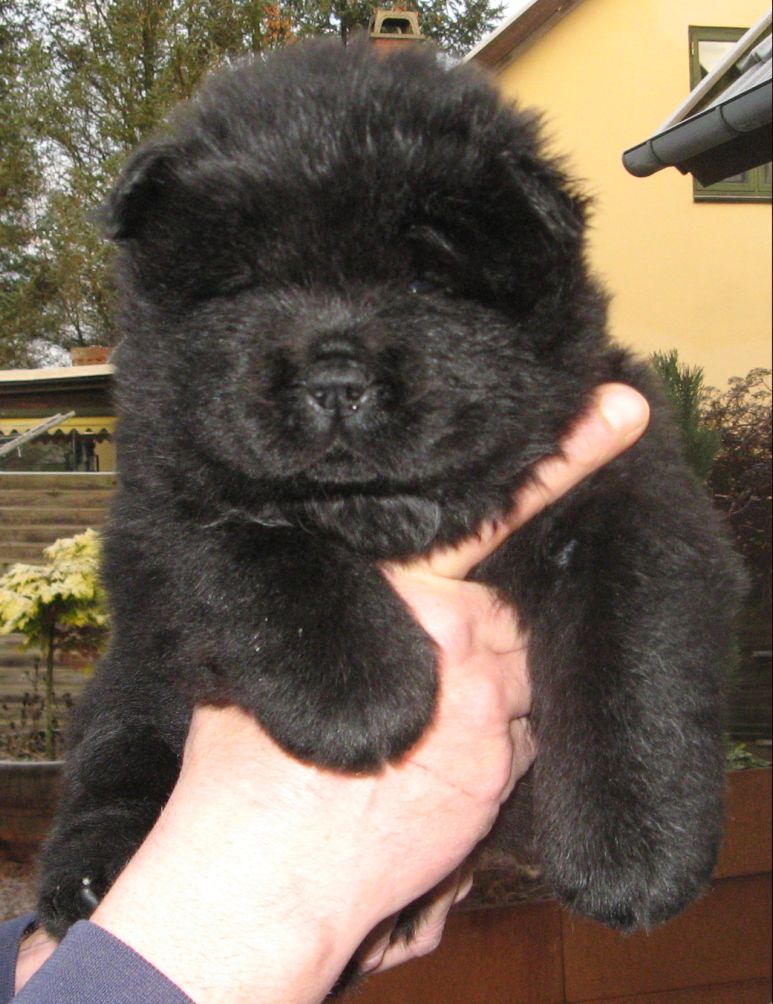 Black male (golden mark)