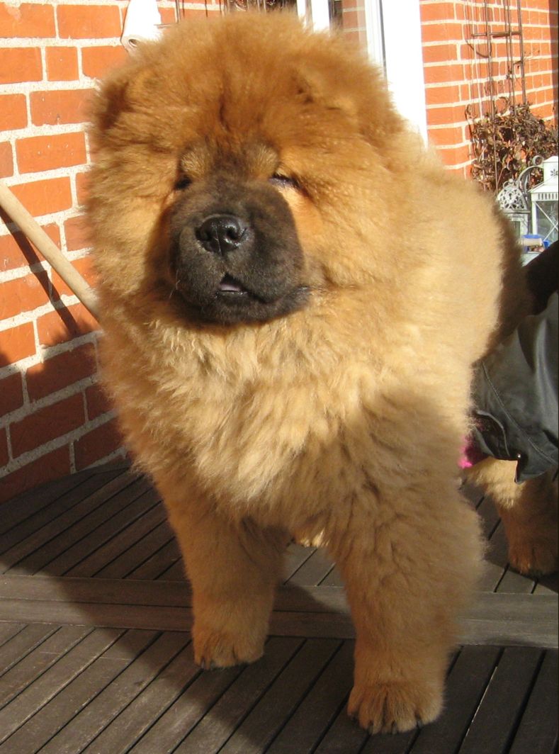 Chan-Los Bad Moon Rising-3 month