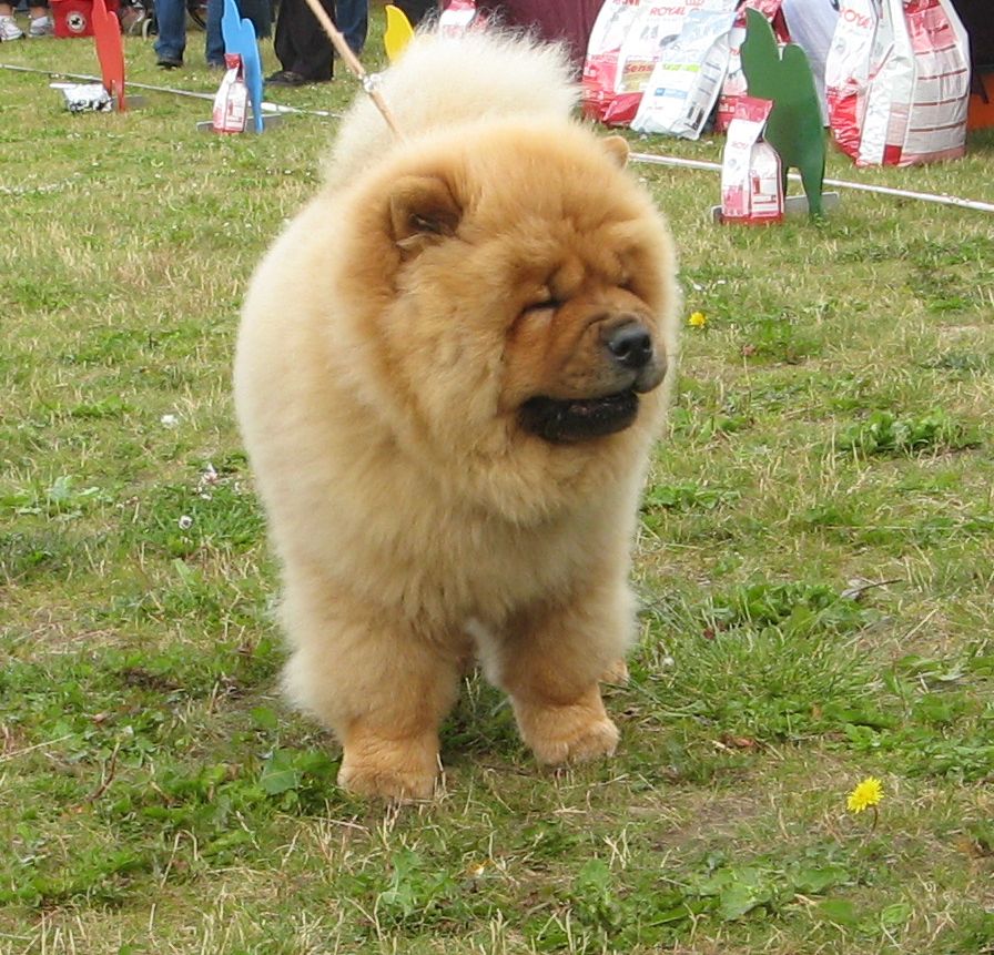 Chan-Los Bohemian Rhapsody-VV-Best puppy