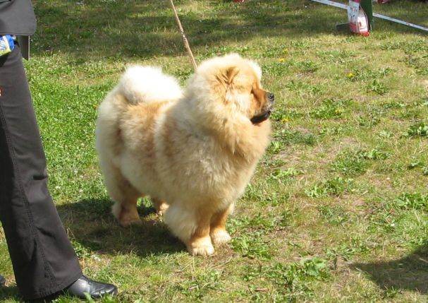 Bao-Fangs Fen-Hong-Se Nu Shi-SL-Best femalepuppy