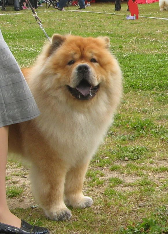 CH Bidachows Gentle Gibson-BOB
