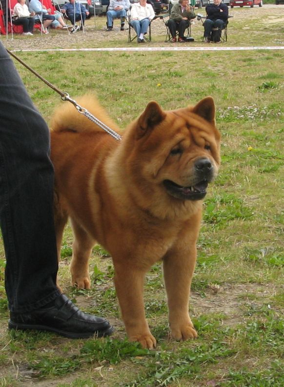 CH Bidachows Funky Smooth Foxy.