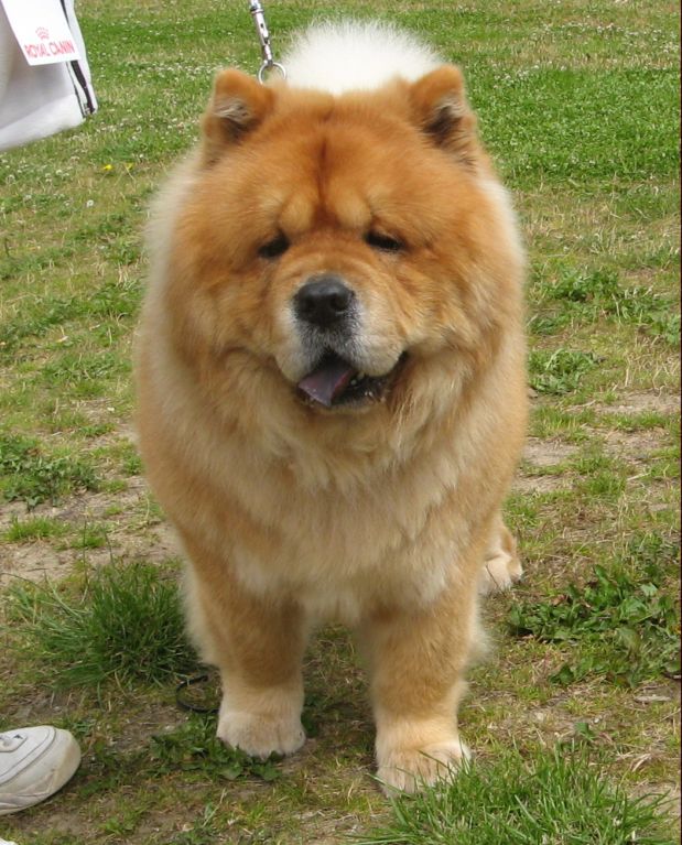 Piuk Chow Pleasing Winther Wonder-Cert-Best male 4