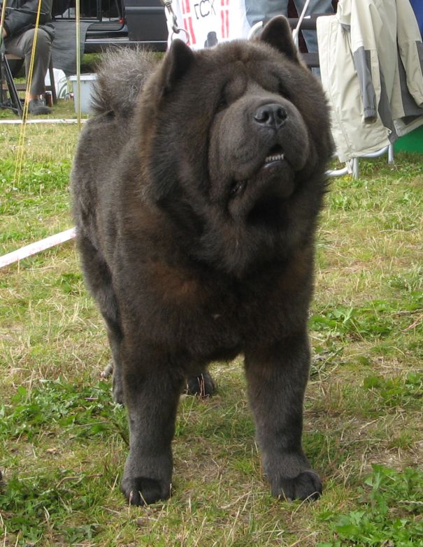 Bidachows Inspire Smooth Indigoblue