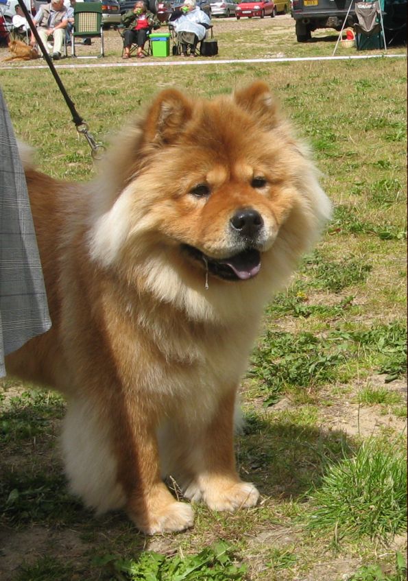 CH Bidachows Joyfull Jossie-Best female 2