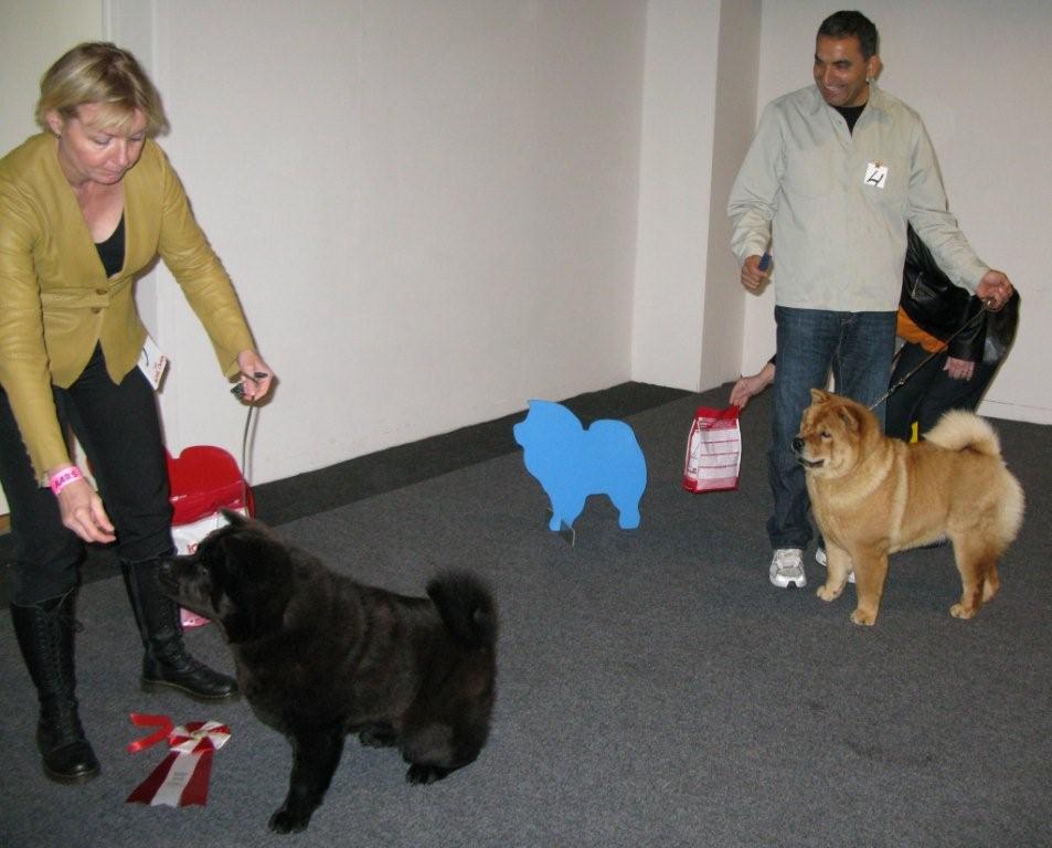 Best puppy 1.(right) Nrskovs Ding Dong Dixie-2.Nrskovs Dame Dodo 