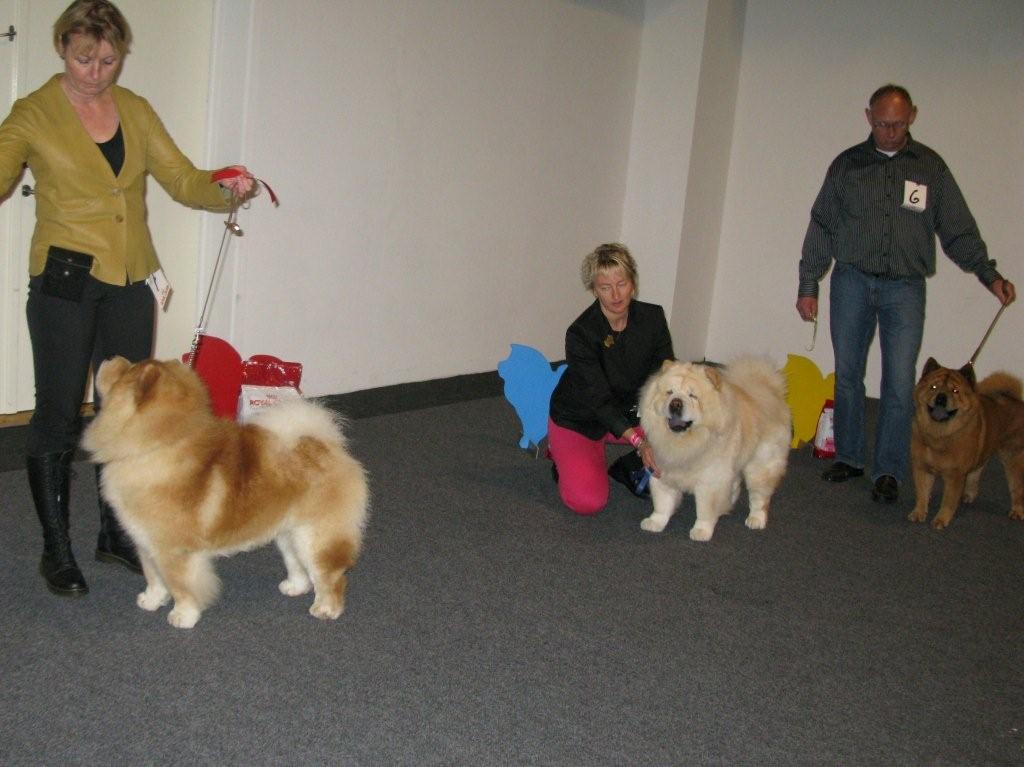 CH males 1. CH Lord Lionheart Vom Mhlenberg 2. CH Nin-TSun Xing 3. CH Bidachows Funky Smooth Foxy