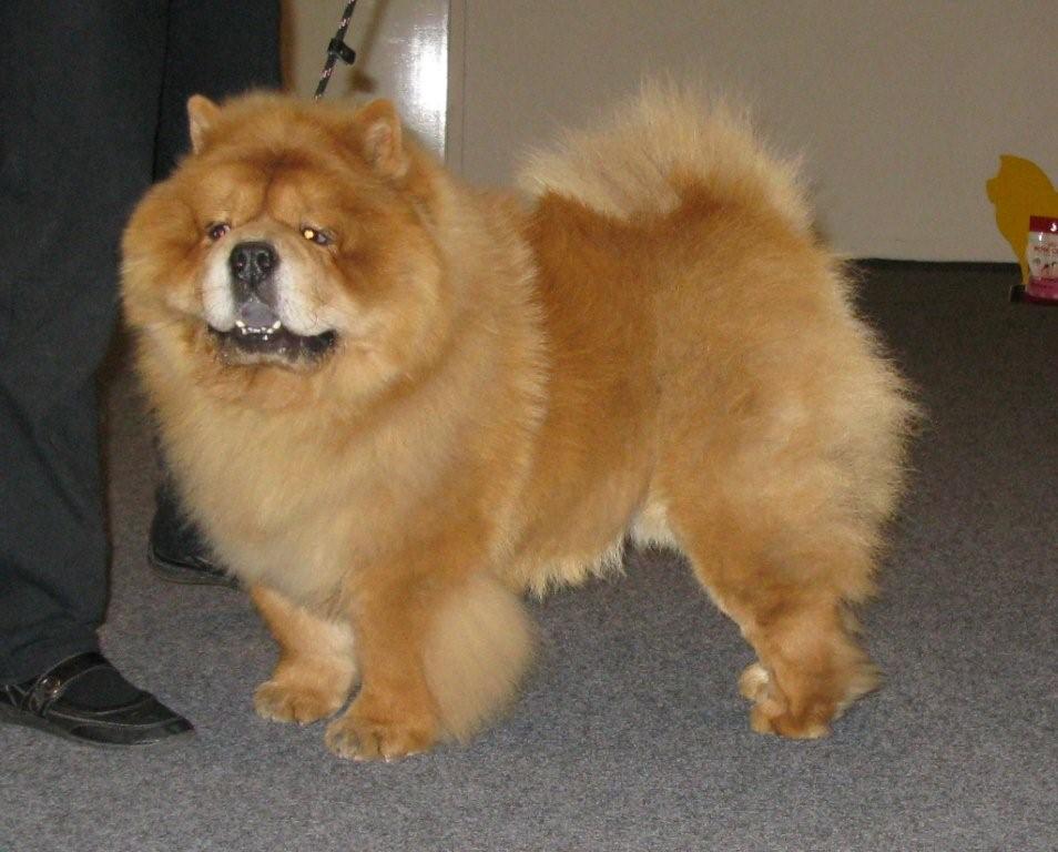 Open male-Peifus Dino Shizi-VG