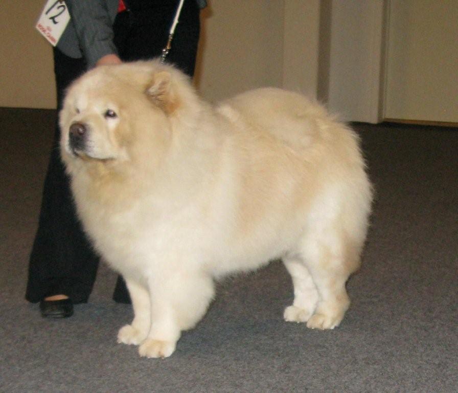 Open male-Rossy Cream Colombo-Excl.2-BD3